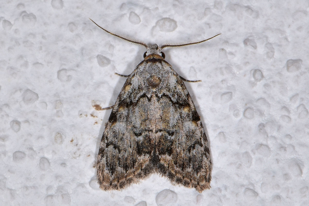 Nolidae? S, Meganola strigula